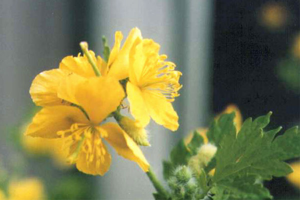 �N�T�m�I�E�̉�