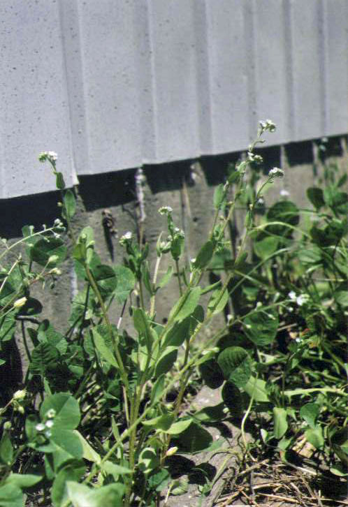 �L���E���O�T