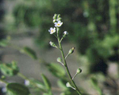 �L���E���O�T�̉�