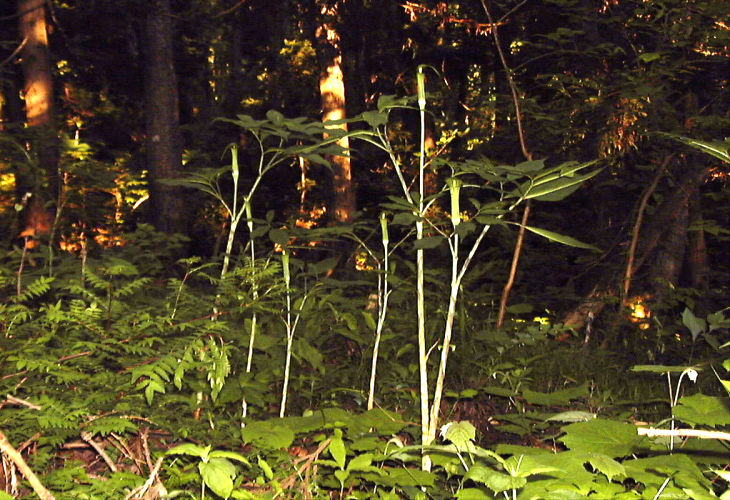 �}���V�O�T