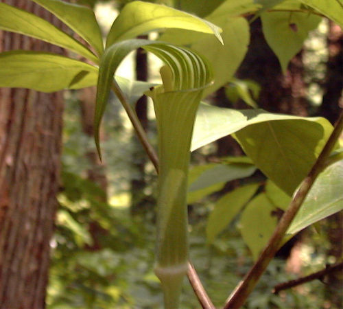 �}���V�O�T�̉�