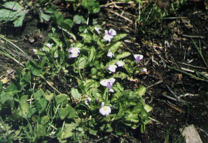 �����T�L�T�M�S�P