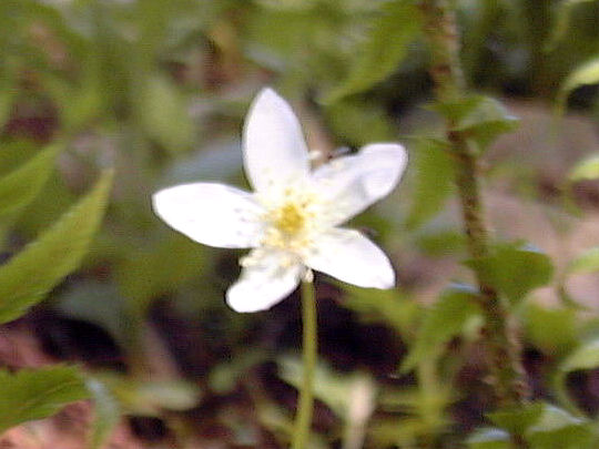 �j�����\�E�̉�