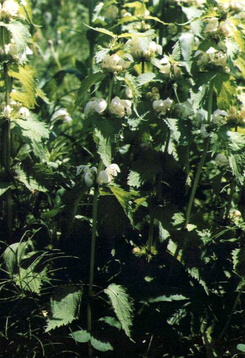 �I�h���R�\�E