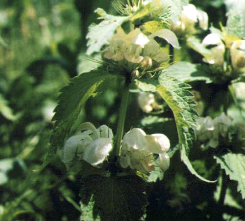 �I�h���R�\�E�̉�