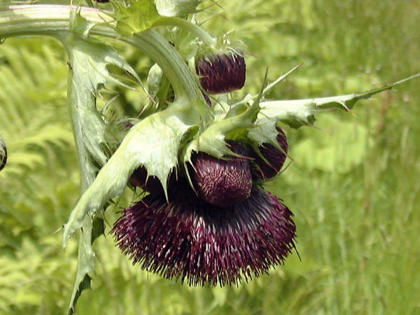 �I�j�A�U�~�̉�