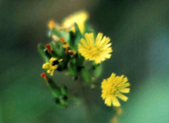 �I�j�^�r���R�̉�