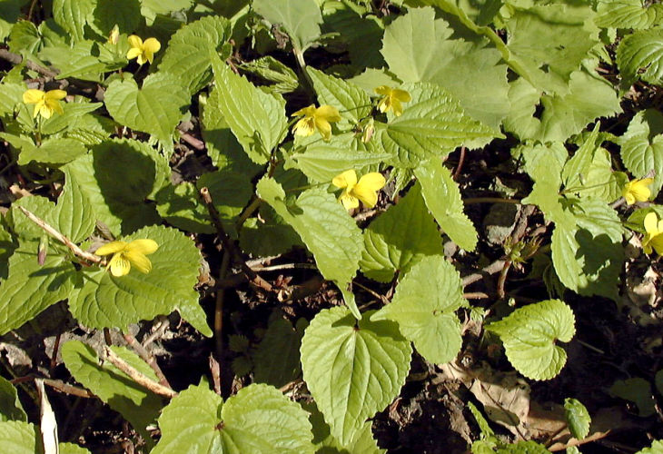 �I�I�o�L�X�~��