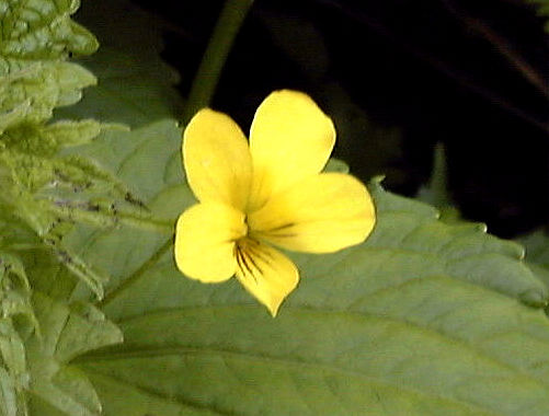 �I�I�o�L�X�~���̉�