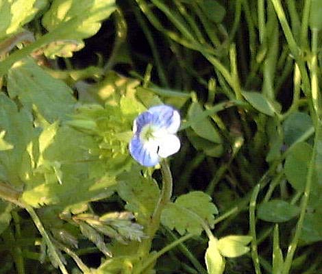 �I�I�C�k�m�t�O���̉�