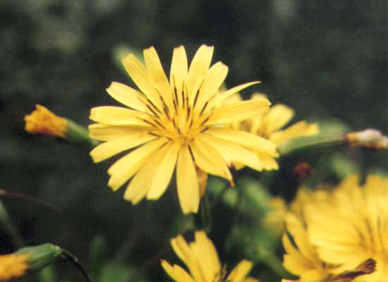 �I�I�W�V�o���̉�