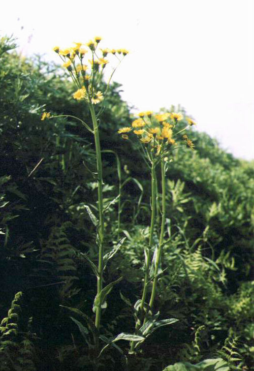 �T���I�O���}