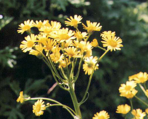 �T���I�O���}�̉�