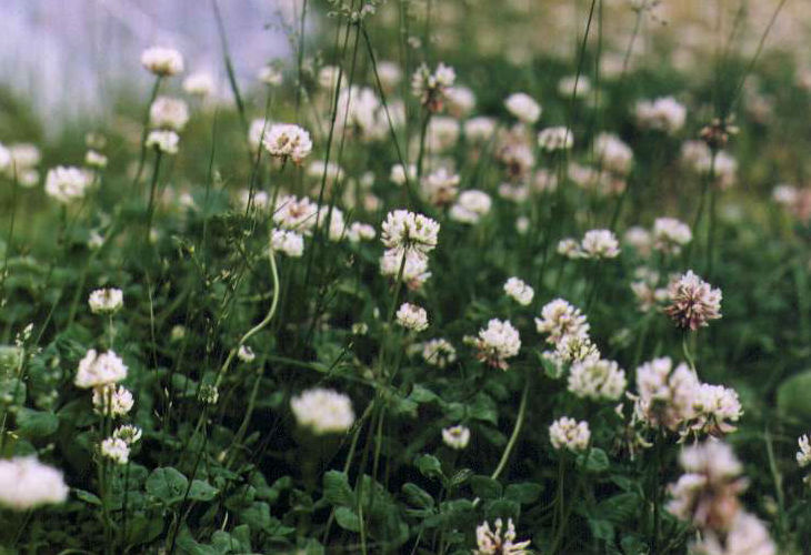 �V���c���O�T