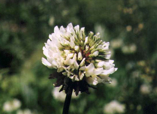 �V���c���O�T�̉�