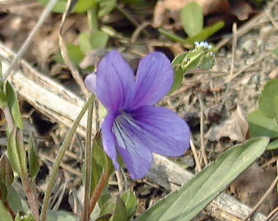 �X�~���̉�