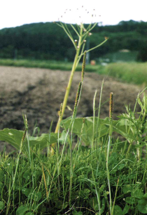 �X�Y���m�e�b�|�E