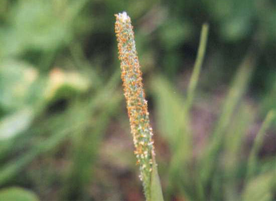 �X�Y���m�e�b�|�E�̉�