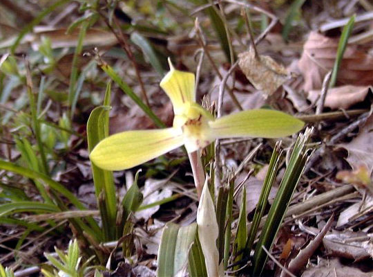 �V���������̉�