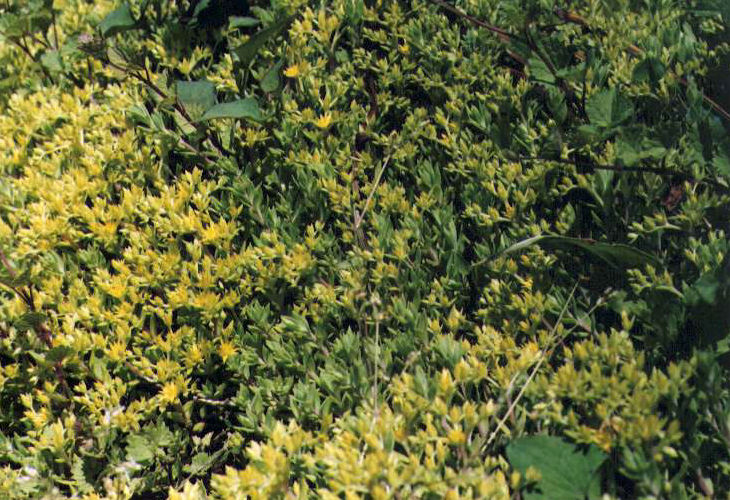 �c���}���l���O�T