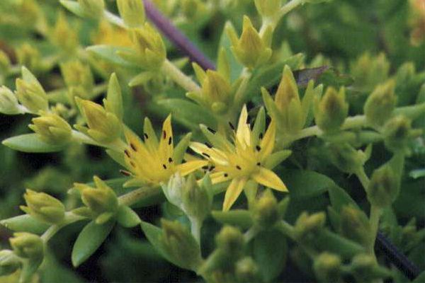 �c���}���l���O�T�̉�