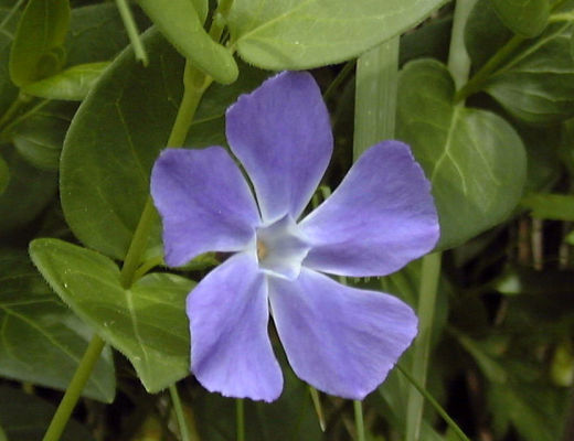 �c���j�`�j�`�\�E�̉�