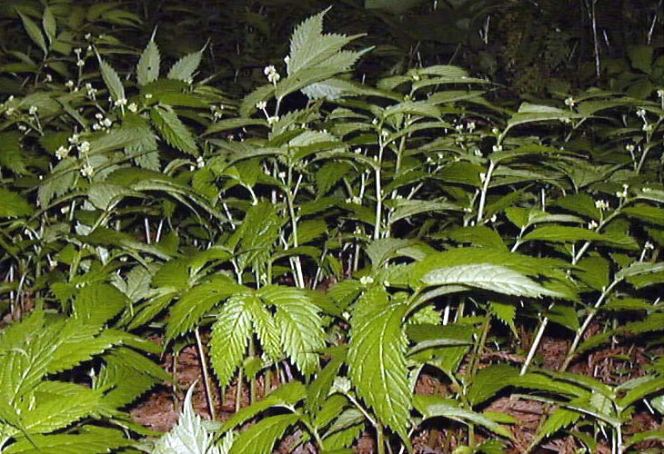 �E���o�~�\�E