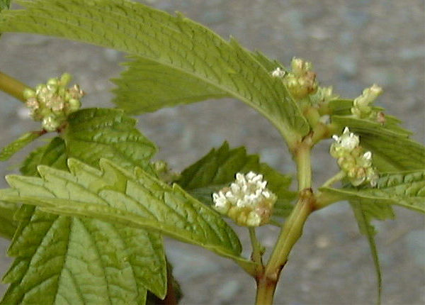 �E���o�~�\�E�̉�