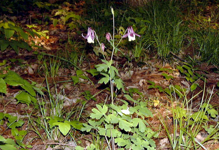 ���}�I�_�}�L