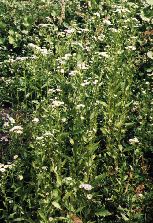 �q���W���I��