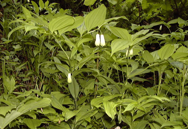 �z�E�`���N�\�E