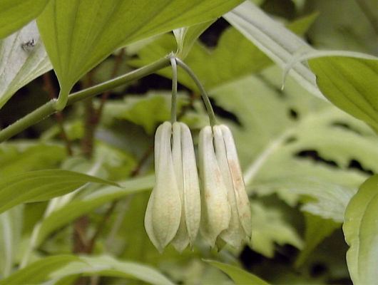 �z�E�`���N�\�E�̉�