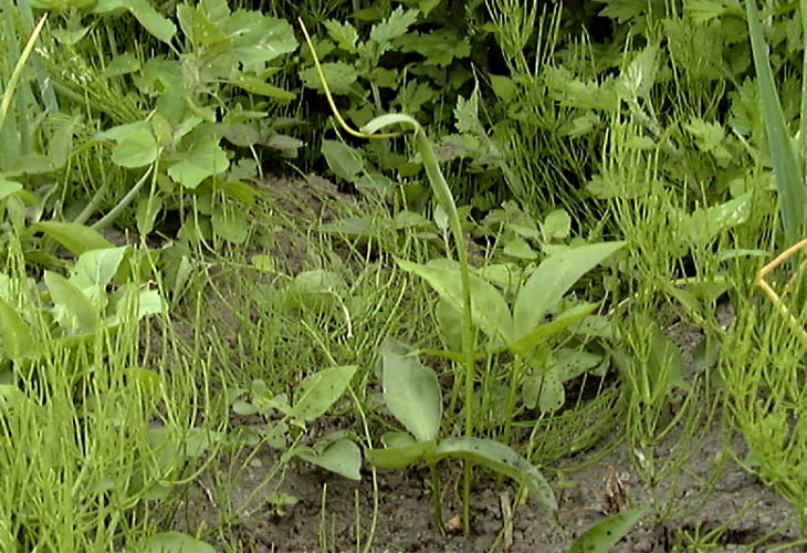 �J���X�r�V���N