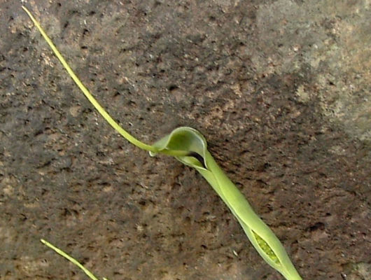 �J���X�r�V���N�̉�