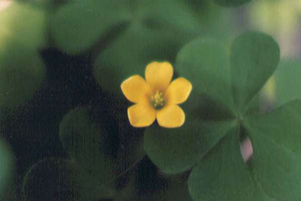 �J�^�o�~�̉�