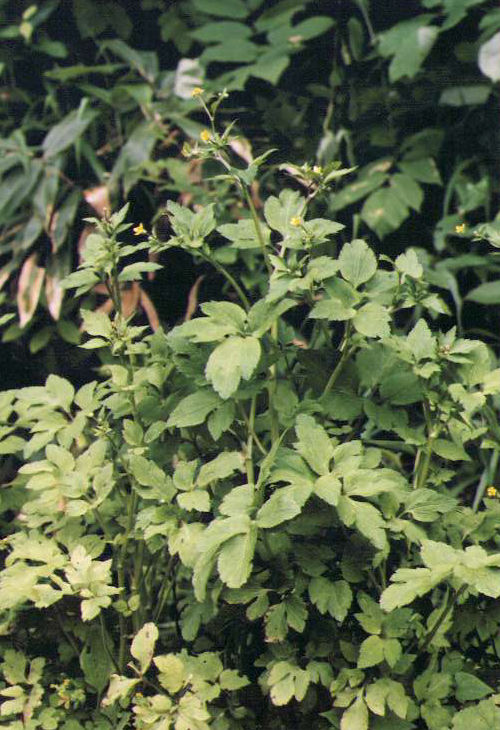 �L�c�l�m�{�^��