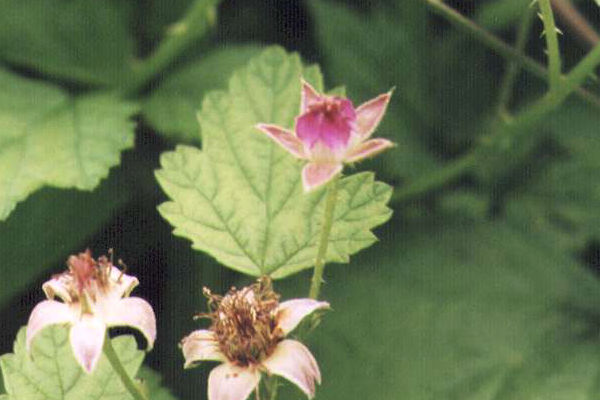 �i���V���C�`�S�̉�