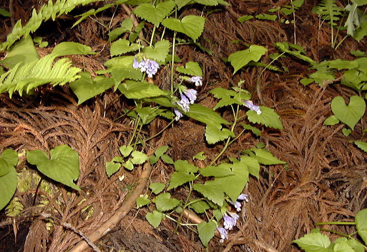 ���V���E�����J�Y��