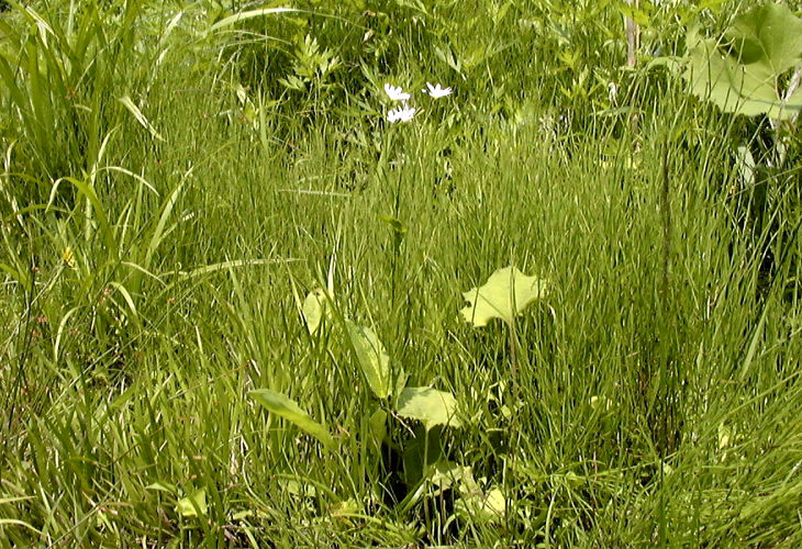 �V���o�i�j�K�i