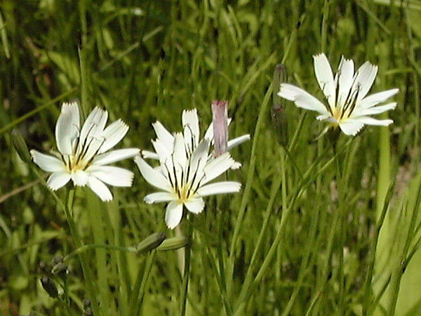 �V���o�i�j�K�i�̉�