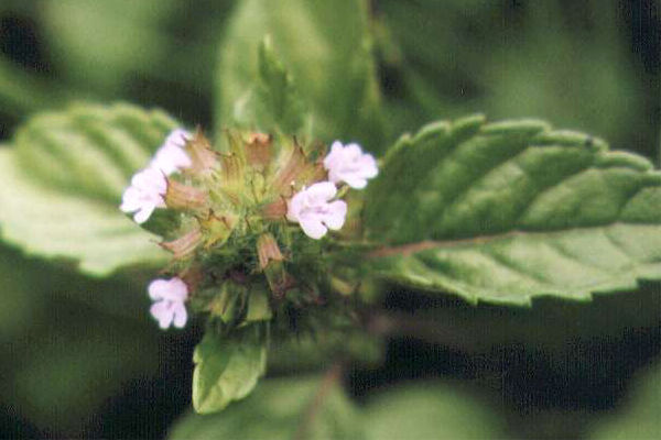 �g�E�o�i�̉�