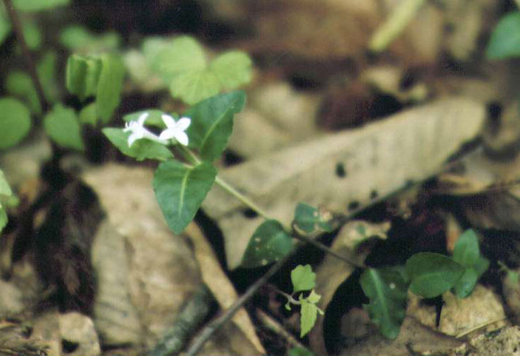 �c���A���h�E�V