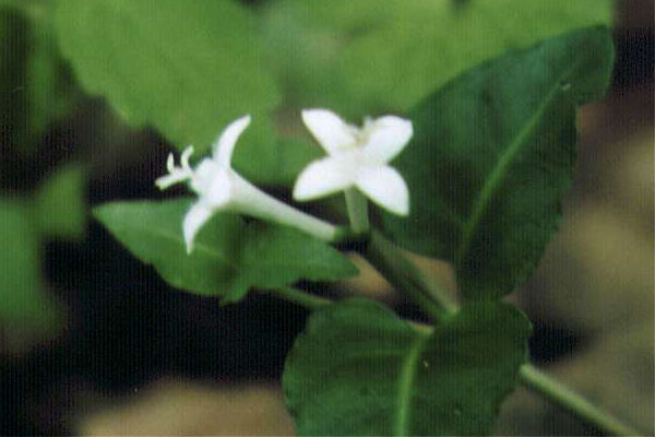 �c���A���h�E�V�̉�