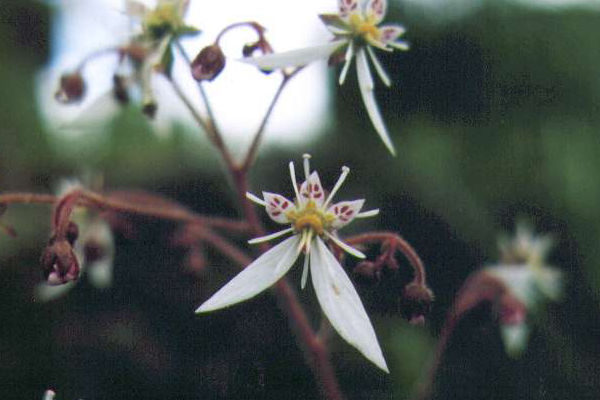 ���L�m�V�^�̉�