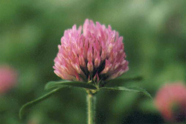 �A�J�c���N�T�̉�