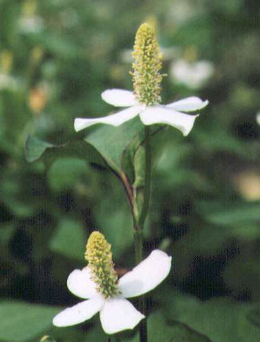 �h�N�_�~�̉�