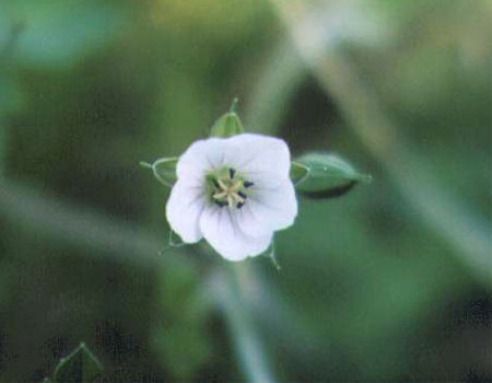 �Q���m�V���E�R�̉�