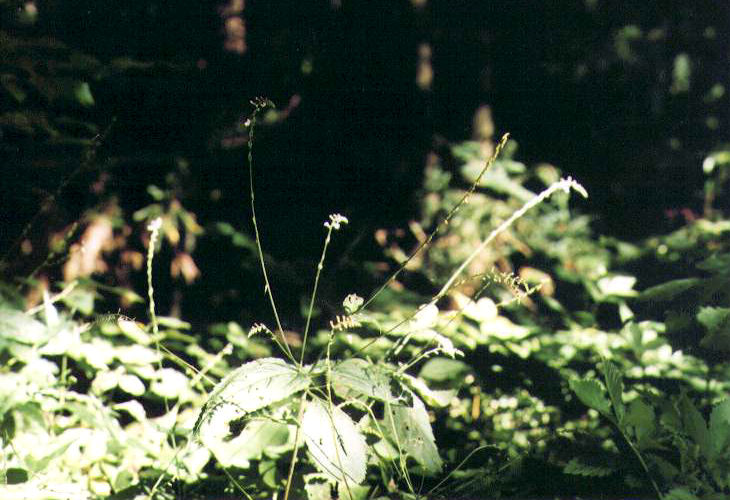 �n�G�h�N�\�E