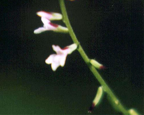 �n�G�h�N�\�E�̉�