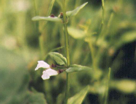 �q���i�~�L�̉�